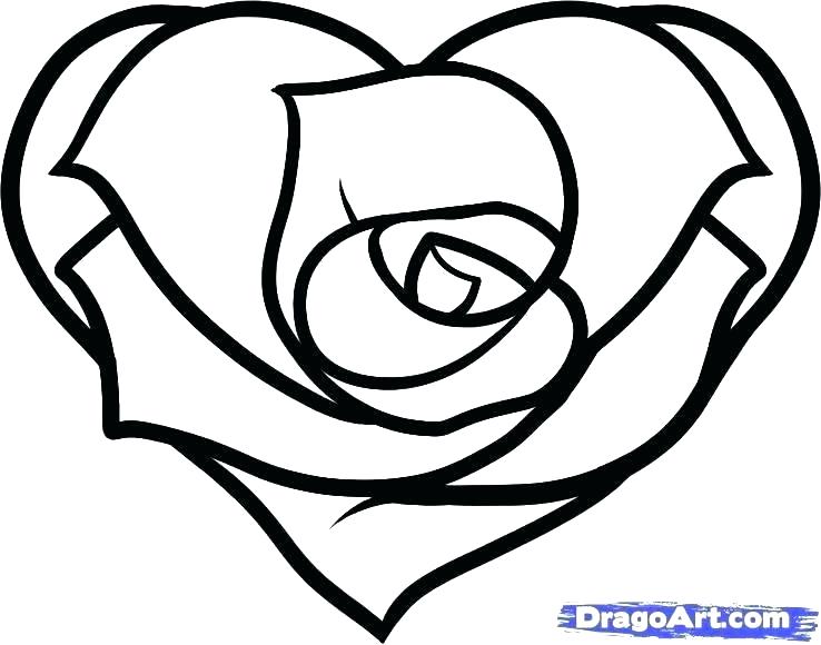 738x580 Simple Rose Drawings