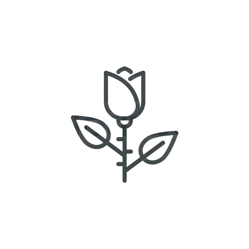 800x800 Drawing Of A Simple Rose Simple Rose Outline Rose Flower Outline