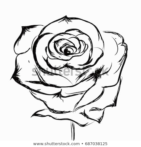 450x470 Huge Collection Of 'rose Design Drawing' Download More Than
