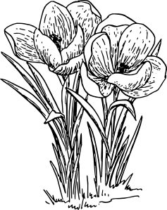 237x299 Rose Flower Crocus Clip Art