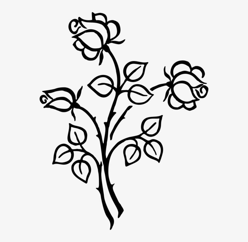 820x800 Stylized, Roses, Flowers, Floral, Line Art, Silhouette