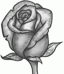 260x302 Huge Collection Of 'rose Flower Pencil Drawing' Download More
