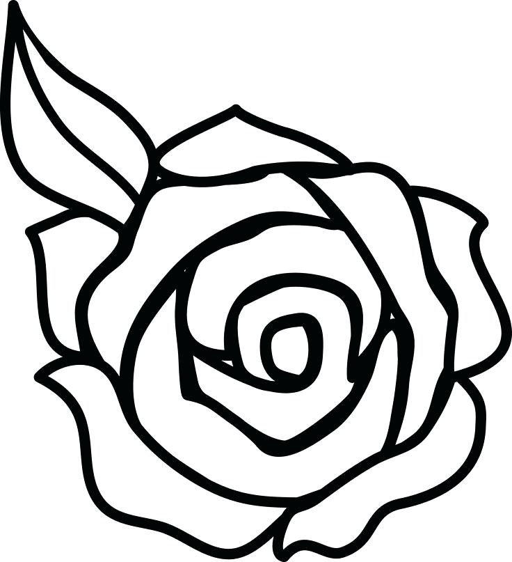 736x807 Rose Flower Drawing Rose Flower Colour Drawing