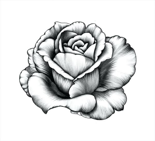 Rose Flower Pencil Drawing | Free download on ClipArtMag