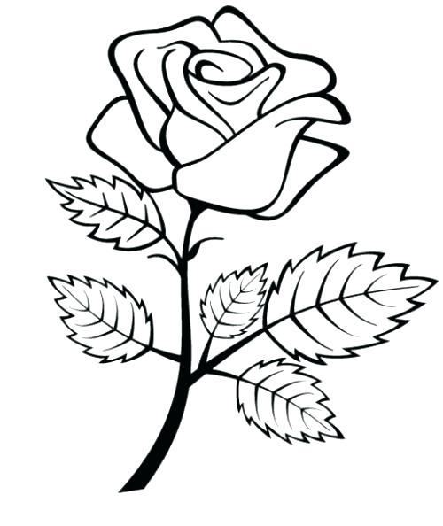 500x594 Beauty And The Beast Rose Coloring Pages Rose Coloring Pages
