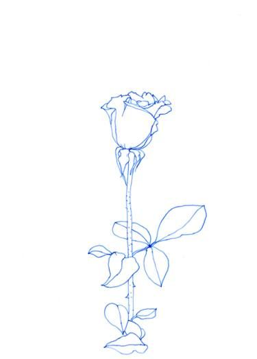 375x523 Nature Drawings For Sale Floral Inspiration