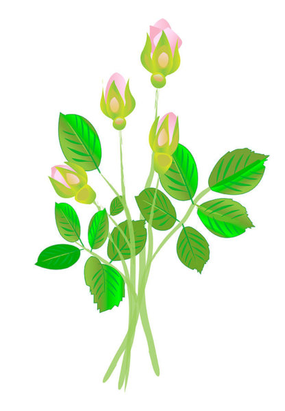 416x600 Pink Rose Drawings