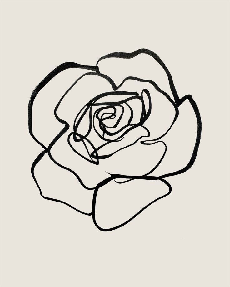 736x920 Continuous Line Rose, Sumi Ink On Paper