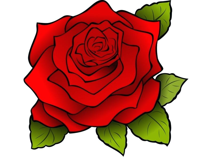 900x680 Drawing Rose Drawing Rose Cartoon Clip Art Rose Download Free