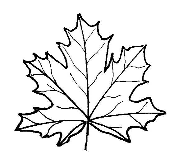 560x540 Leaf Coloring Pages