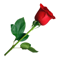 207x207 Origami I Saw A Rose Upon This Leaf Writerscafeorg The Online