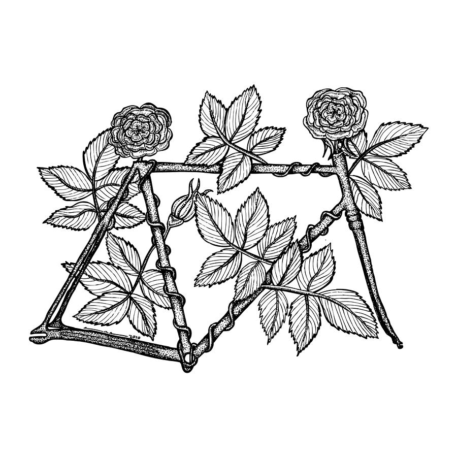 900x900 Rose Bicycle Drawing