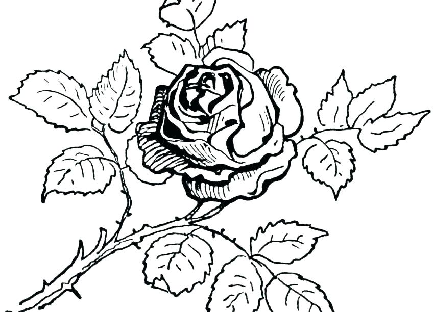 850x612 Rose Coloring Pages To Print Hearts And Roses Coloring Pages Rose