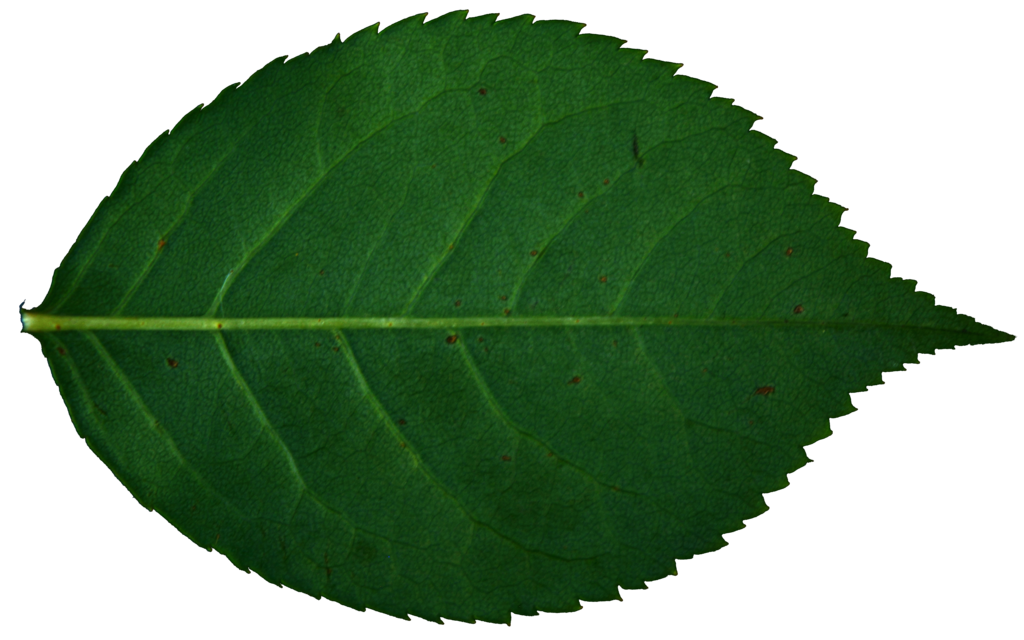 1024x640 Rose Leaf Drawing Rose Leaf
