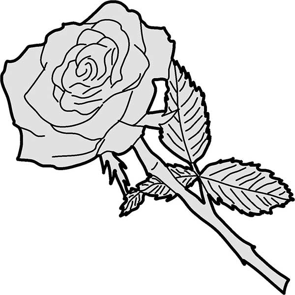 600x600 Shape Flowers Rose With Stem And Leaf