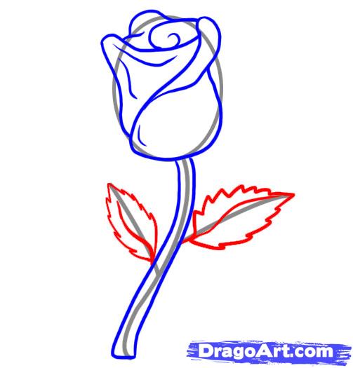 503x525 Step How To Draw A Rose