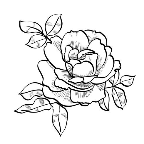 490x490 Pencil Sketch Of The Rose