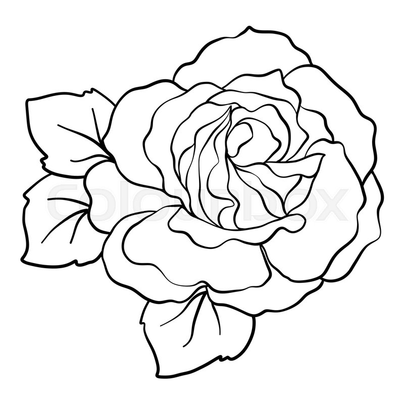 Rose Outline Drawing | Free download on ClipArtMag