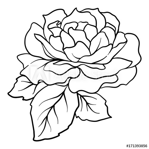500x500 Isolated Rose Outline Drawing Stock Vector Illustration