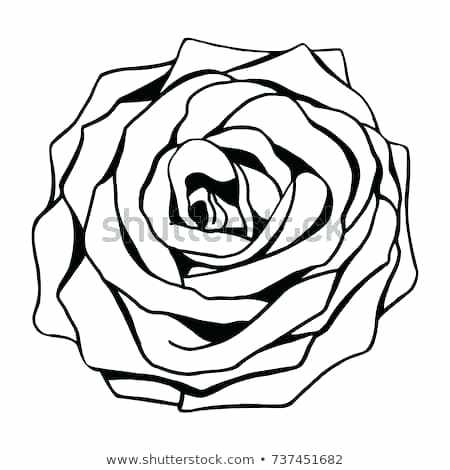450x470 Rose Flower Outline Flower Drawing Outline Coloring Pages