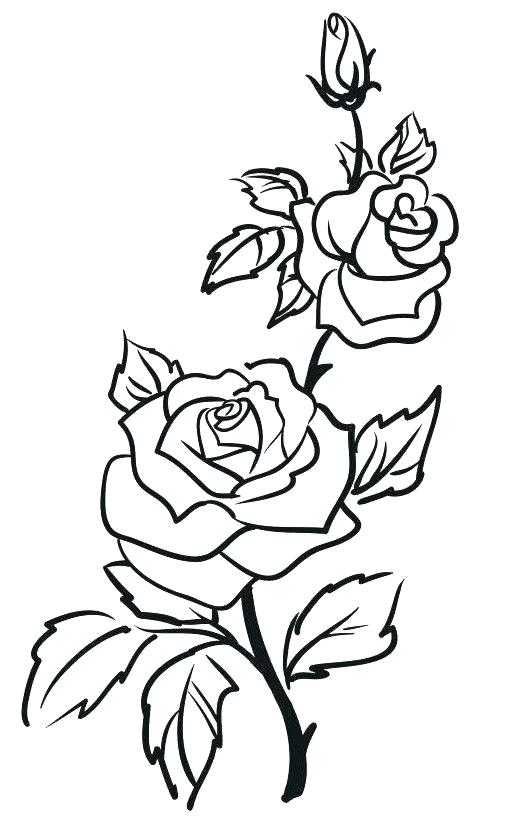 513x816 Simple Rose Outline Rose Drawing Outline Rose Outline Drawing