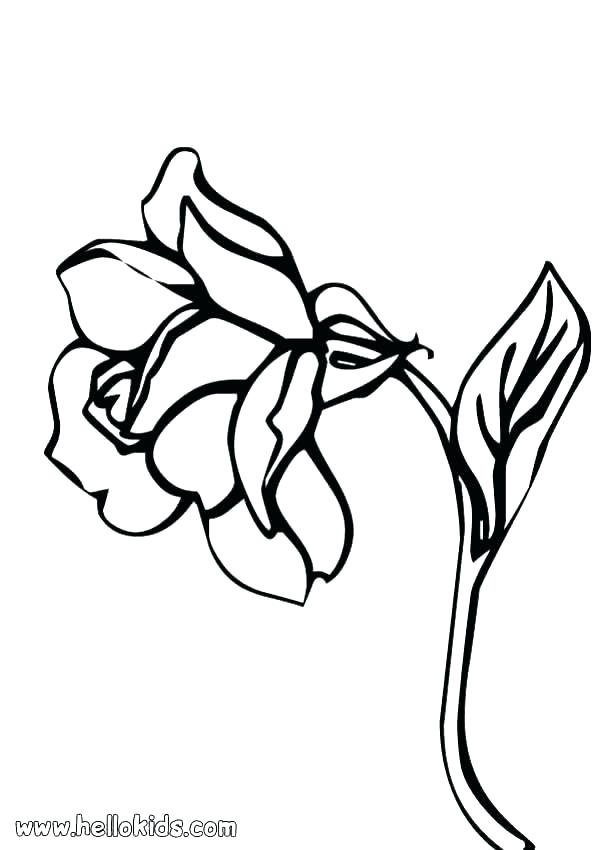 601x850 Flower Outline Drawings