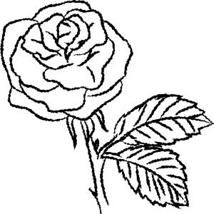 300x300 Rose Sketch Simple Flower Vector Pattern Gm Lazttweet
