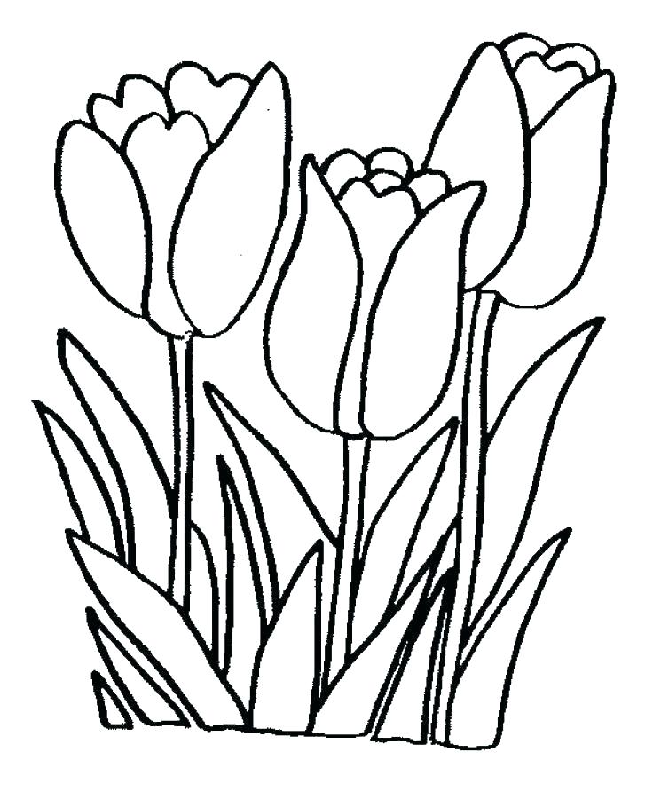736x892 Drawing Easy Flowers