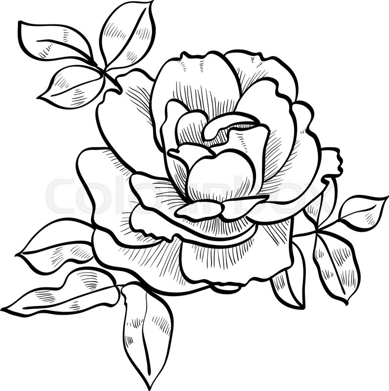 796x800 Pencil Sketch Of The Rose Stock Vector Colourbox