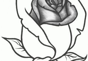 300x210 Rose Drawing Pencil Sketch