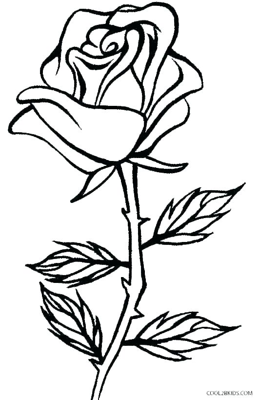 531x820 Easy Drawing Flowers