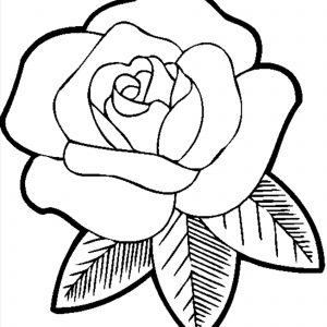 300x300 easy drawings of flowers inspirationa how to draw a rose flower