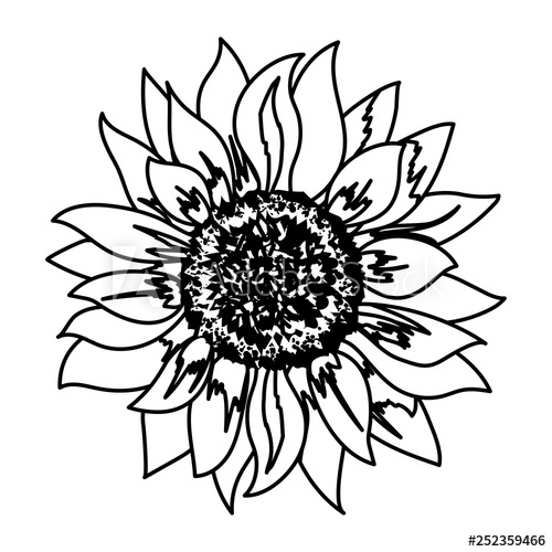 500x500 Flower Petals Drawing