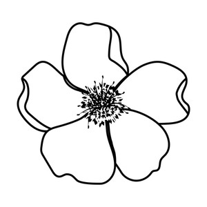 300x300 Flower Petals Drawing In Black And White Vector Illustration