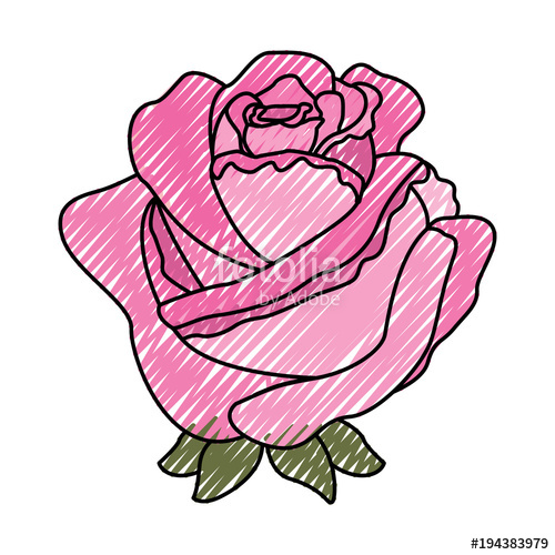 500x500 Flower Rose Delicate Decoration Floral Nature Petals Vector