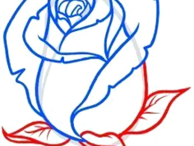 640x480 Basic Rose Drawing