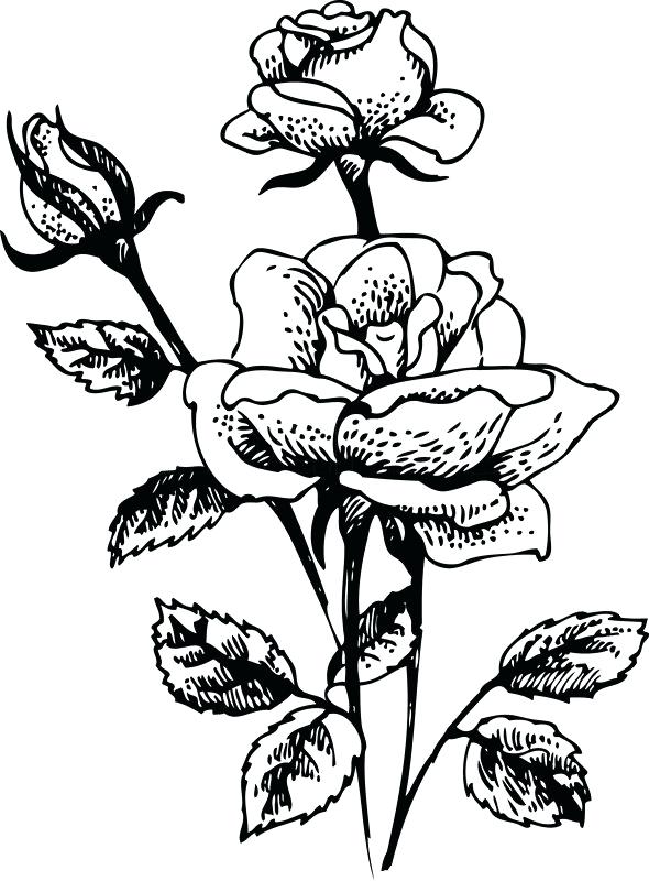 590x800 Rose Bush Clipart Rose Plant