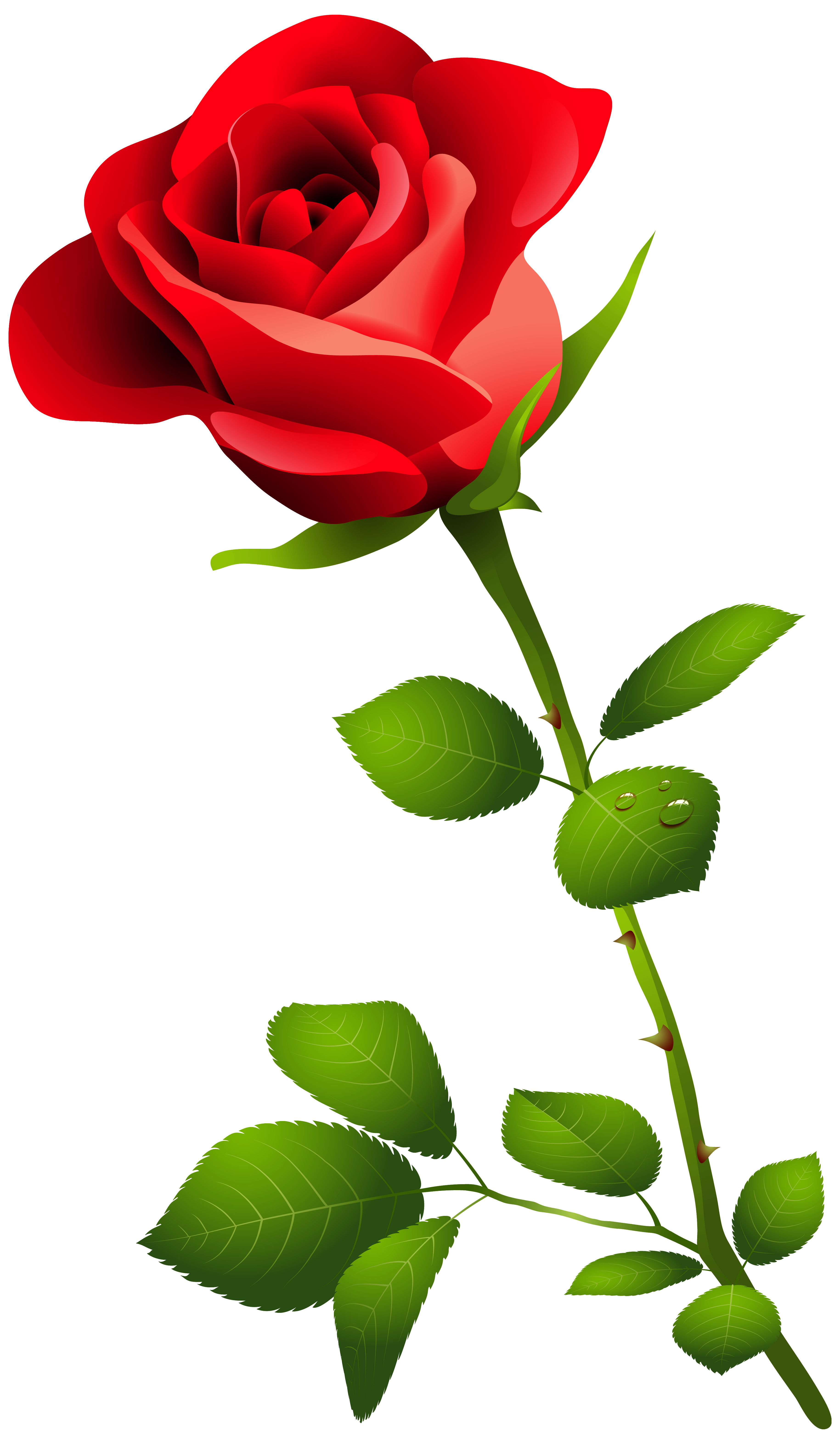 3658x6286 Stem Drawing Red Rose Transparent Png Clipart Free Download