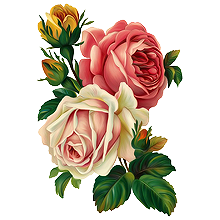 220x220 Flowers Roses Rose Plants Plant Flower Drawing Freetoed