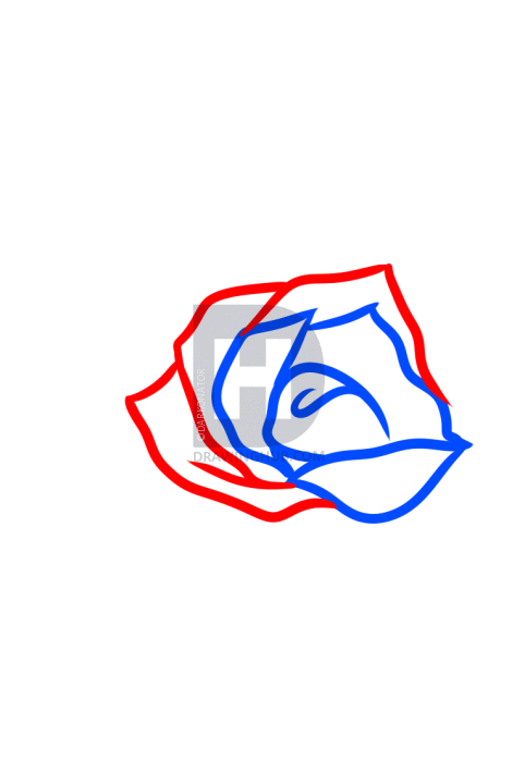 482x720 How To Draw A Rose Tattoo Design, Step