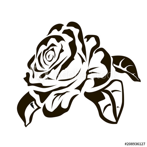 500x500 Vector Drawing Of A Rose Tattoo, Logo
