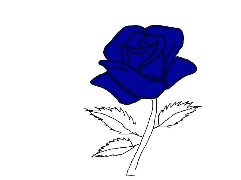 800x600 Blue Rose Drawing All Blue Rose Tattoo Designs