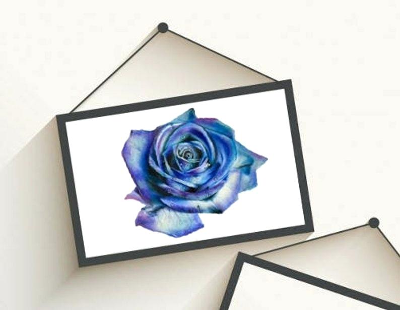 794x614 Blue Rose Drawing The Blue Rose