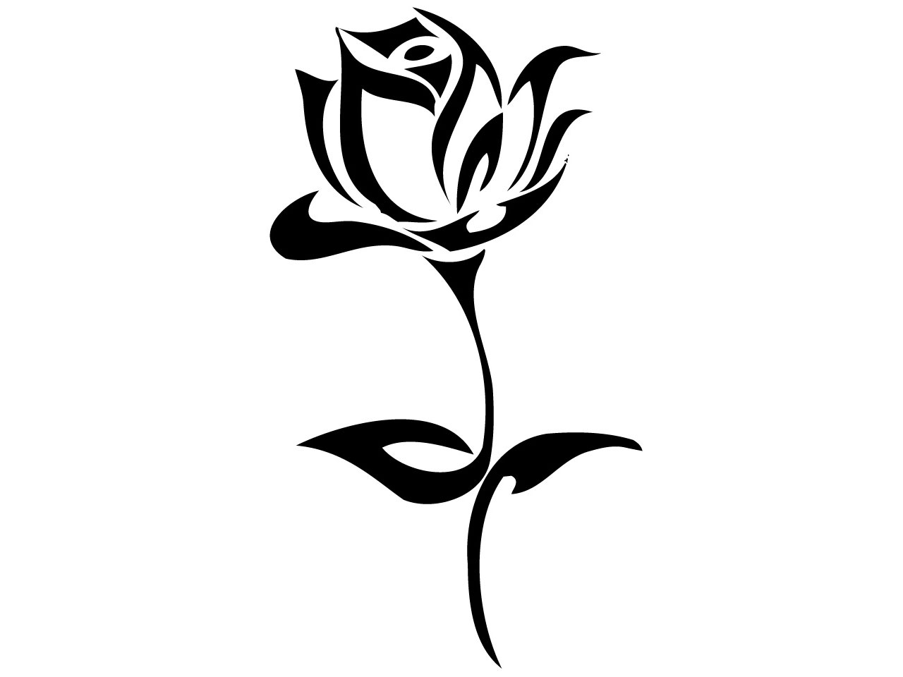 1280x960 Gaeroladid White Rose Tattoo Drawing Images