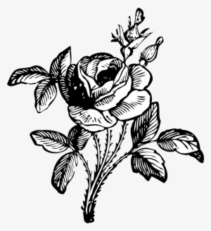300x329 Rose Drawing Png Download Transparent Rose Drawing Png Images