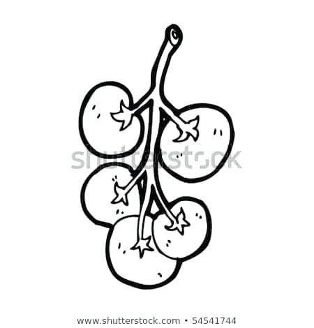 450x470 Vine Drawing Step Rose Vine Drawing Designs Zupa