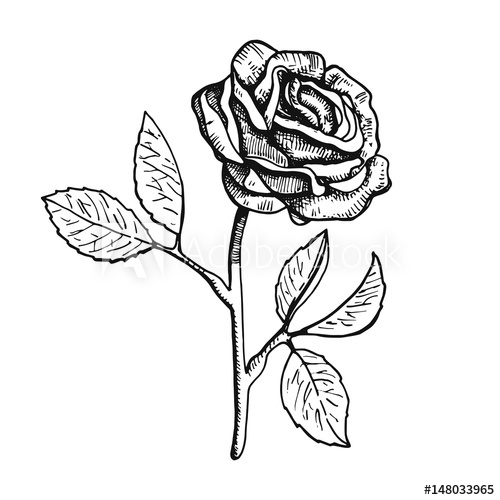 500x500 Rose Flower Vector Illustration Hand Drawing