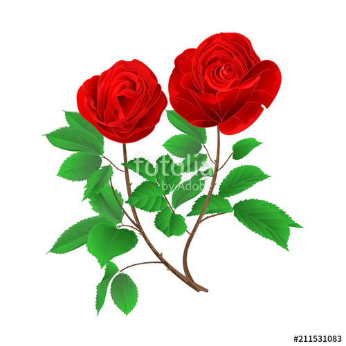 500x500 Stem Buds Red Roses With Leaves Vintage On A White Background Set