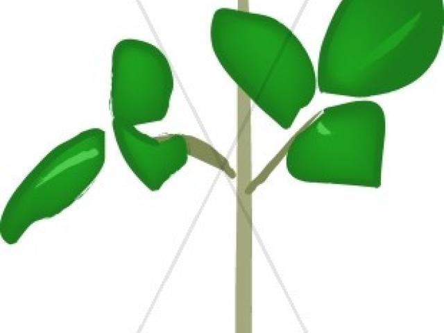 640x480 Yellow Rose Clipart Stem Drawing