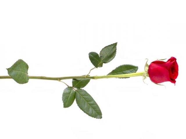 640x480 Yellow Rose Clipart Stem Drawing